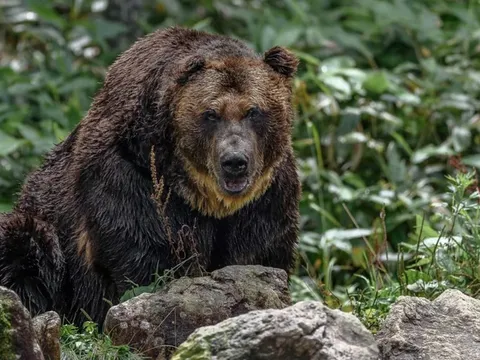 Nhiều người bị gấu tấn công ở Nhật, một người bị mất đầu