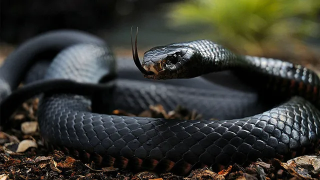 Rắn Mamba đen - Loài rắn độc sở hữu tốc độ nhanh nhất thế giới