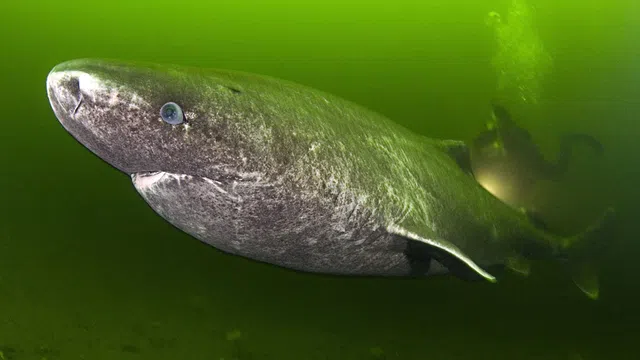 Cá mập hơn 500 tuổi ở Greenland - loài động vật có xương sống thọ nhất hành tinh