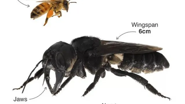 Loài ong lớn nhất thế giới "tái xuất giang hồ" sau hơn 40 năm vắng bóng