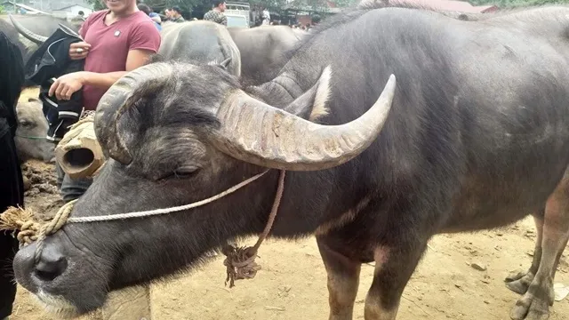 Trâu ba sừng độc nhất vô nhị tại phiên chợ trâu bò Nghiên Loan, Bắc Kạn