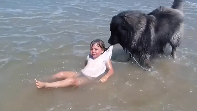 Clip: Chú chó lao ra biển `giải cứu` bé gái thoát khỏi nguy hiểm